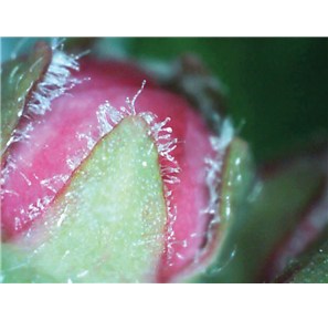 IPM Scope thumbnail 6