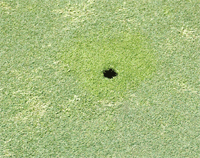 WinCAM NDVI