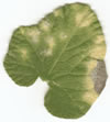 WinFOLIA — image 3