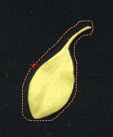 WinFOLIA — image 4