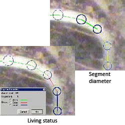 WinRHIZO TRON — image 2
